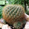 Sulcorebutia_ purpurea _ssp.purpurea 'jolantana' HS68_ 01